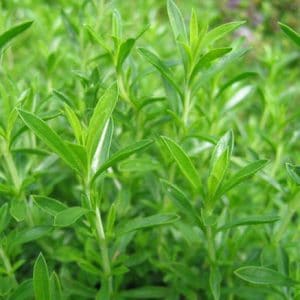 Bohnenkraut bio