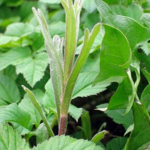 Estragon bio