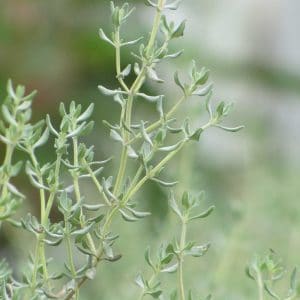 Spanischer Thymian