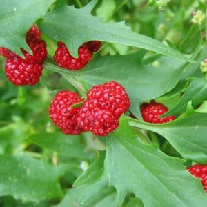 Erdbeerspinat Beeren