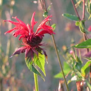 Monarde bio kaufen Indianernessel Goldmelisse