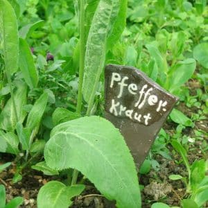 Pfefferkraut