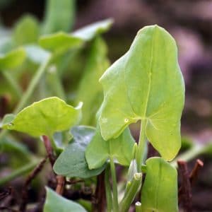 Schildampfer Blatt