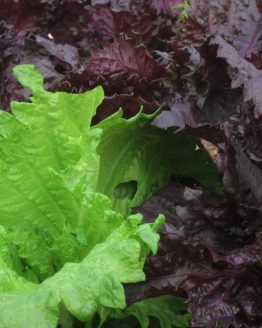 Shiso Bio