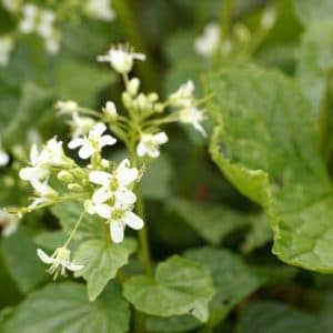 Wasabi Bio