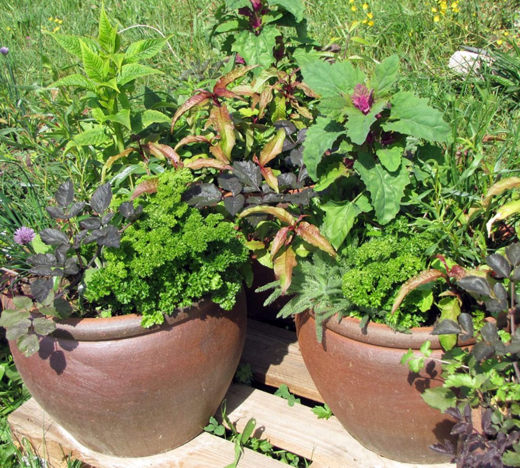 potted-herbs01