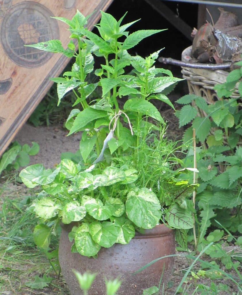 potted-herbs03
